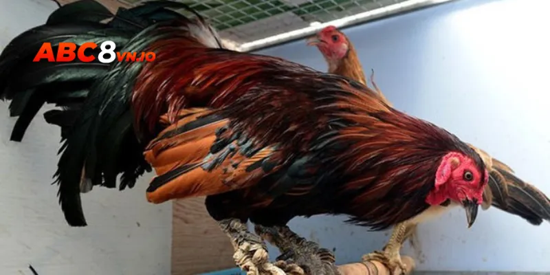 Giống gà vảy rồng - Một vài thông tin bạn cần biết Chiến kê có vảy rồng xanh cực hiếm gặp