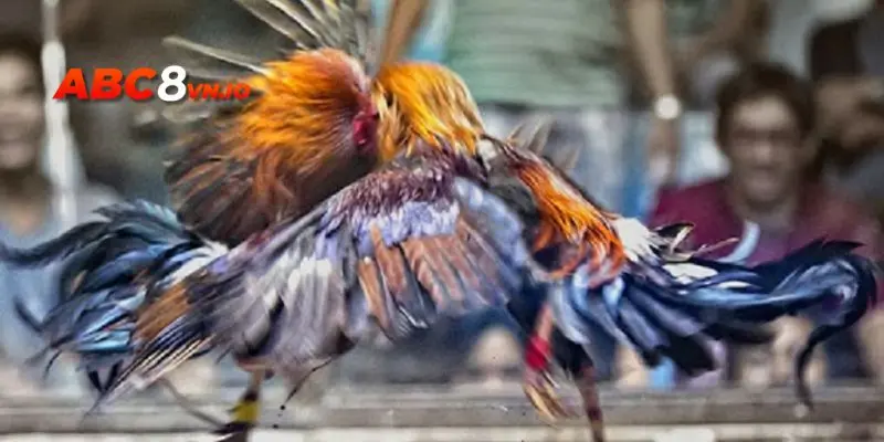 Đá gà C1 - Giải đấu gà đá lớn và thu hút nhất châu Á Những loại hình đá gà C1 phổ biến nhất hiện nay