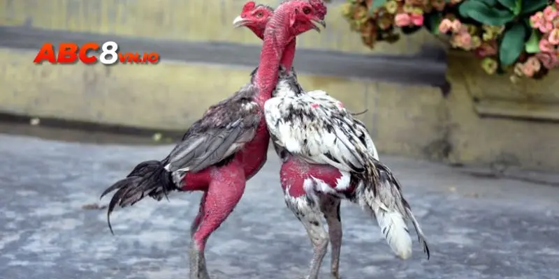 Đá gà C1 - Giải đấu gà đá lớn và thu hút nhất châu Á Thế nào là đá gà C1