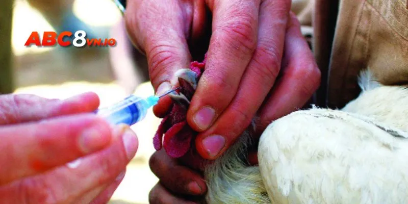 Gà bị úng lườn - Triệu chứng, nguyên nhân và cách điều trị Khuẩn E.Coli khiến gà bị úng lườn