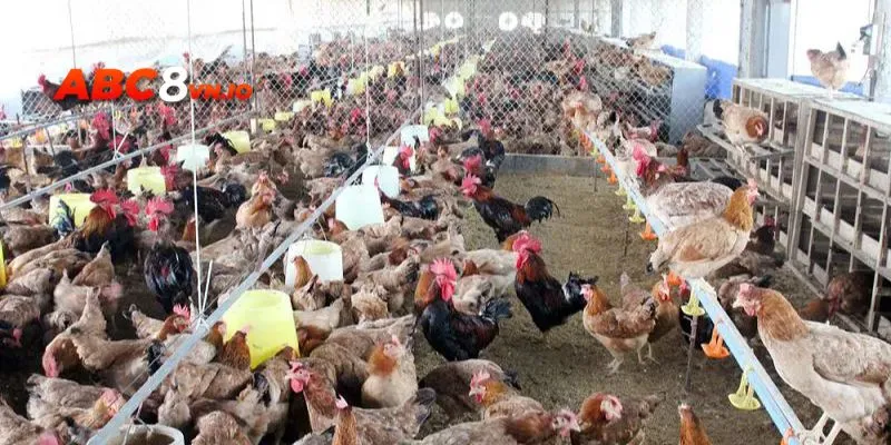 Gà bị úng lườn - Triệu chứng, nguyên nhân và cách điều trị Làm sạch chuồng trại là biện pháp phòng tránh chứng úng lườn